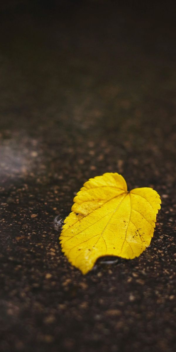 有哪些适合iphonexsmax的壁纸