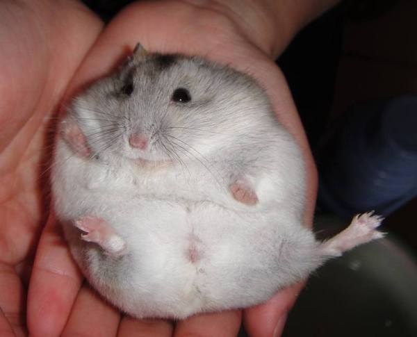 这个是我,逃了出来,但是有很多认识的小鼠还在动物房(ω