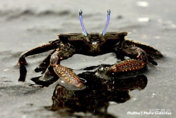 有哪些生物学上的事实没有一定生物学知识的人不会相信