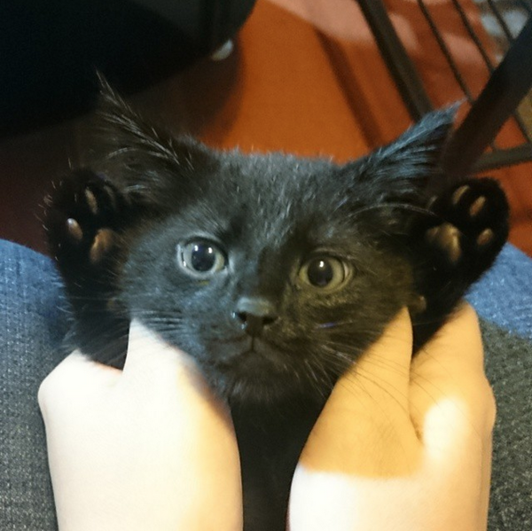 家里养了一只黑猫是一种什么样的体验?