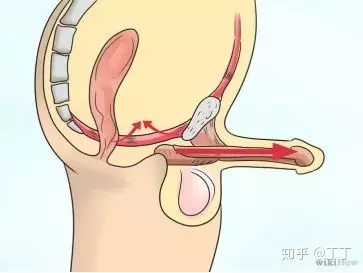 男人壮阳锻炼图图片