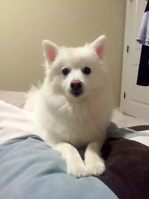 养银狐犬是什么样的体验