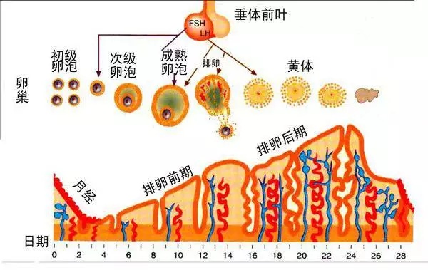 怀孕三个月,胎停育,自然流产后,多久可以再怀孕,备孕的时候需要做哪些