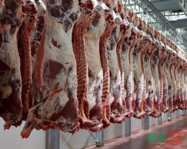 2,生牛排出来的血水是正常情况  正规屠宰场出来的牛肉,都经过了