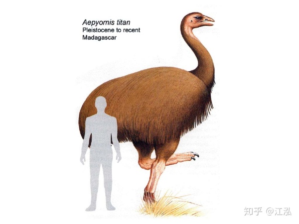 图注:身高可达3米的象鸟,图片来自网络