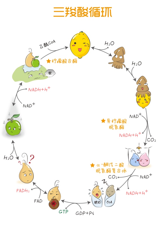 如何快速理解和记忆三羧酸循环