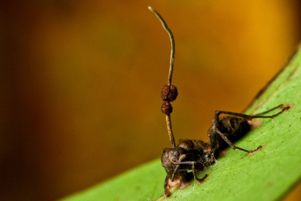 不侵入蚂蚁大脑就可以操纵「丧尸蚂蚁」的寄生真菌是怎么做到的?