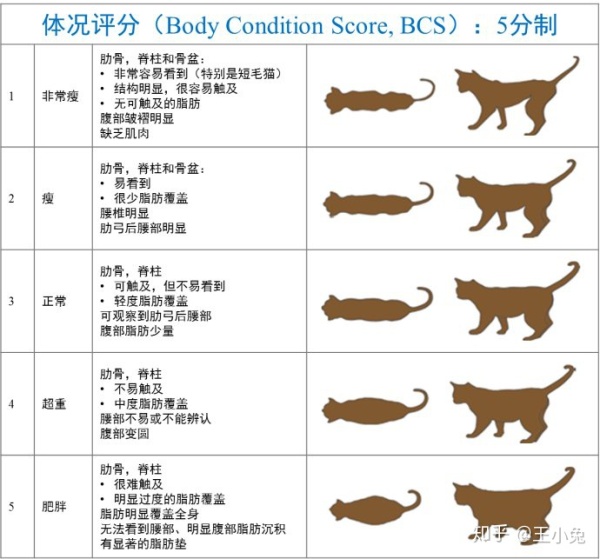 猫身材比例对照图片