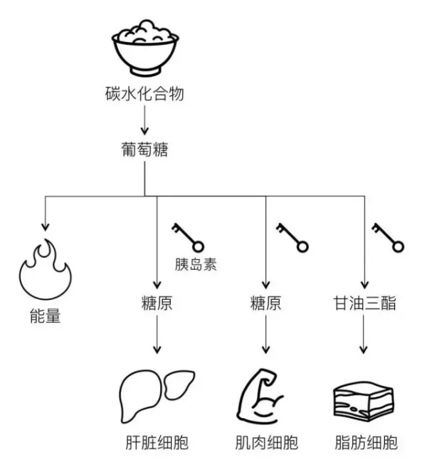 男士的小肚腩减肥有什么好方法? 