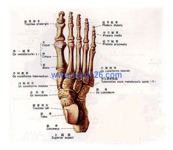 东亚成年黄种人的骨骼数量是否为204块,比其他人种少两块?