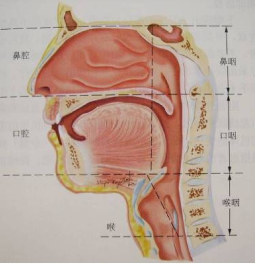 用鼻子和用嘴呼吸对脸型真的有影响么?