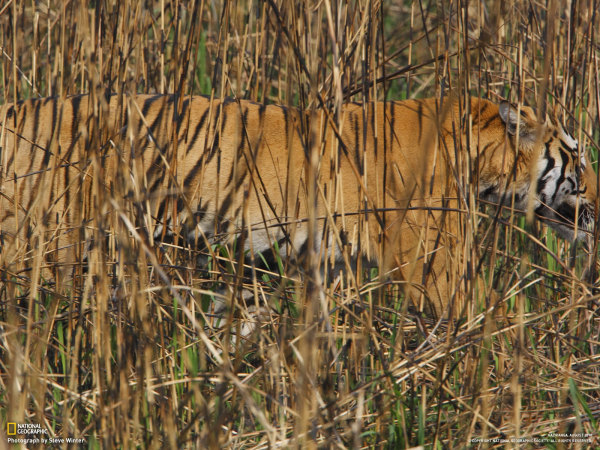 老虎的毛色为什么很亮